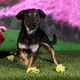 Illustration for article titled I have the cutest dogs ever OMG! (many pics)